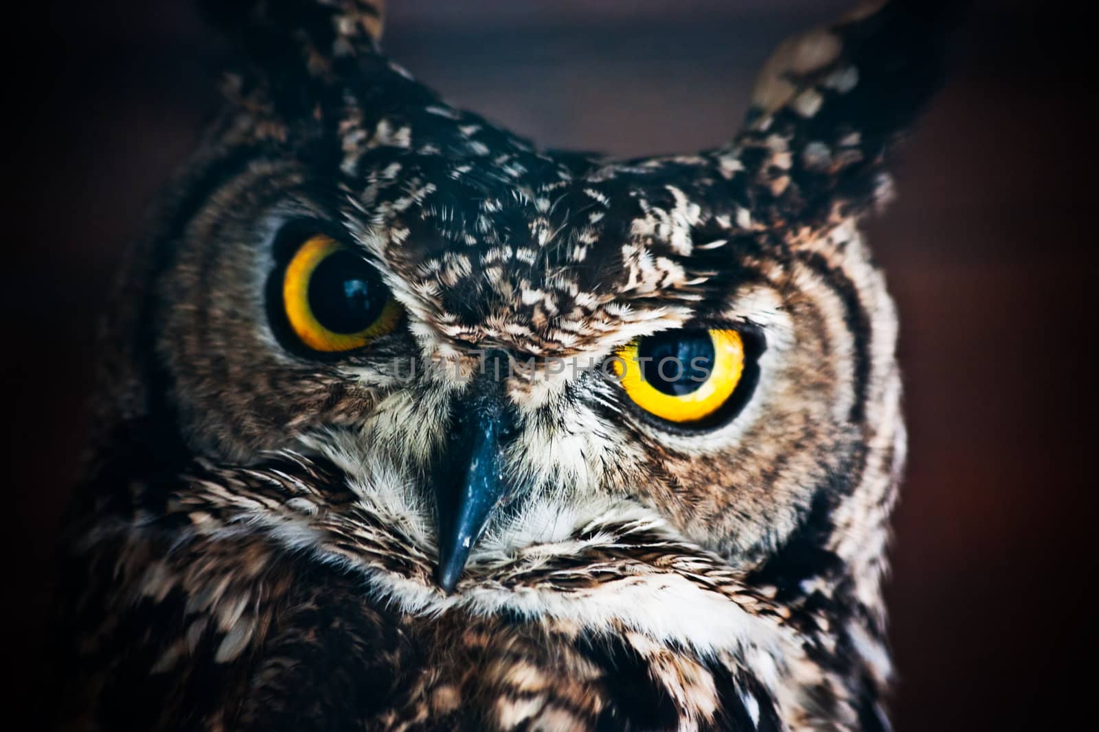 Small European owl, nocturnal bird of prey with hawk-like beak and claws and large head with front-facing eyes