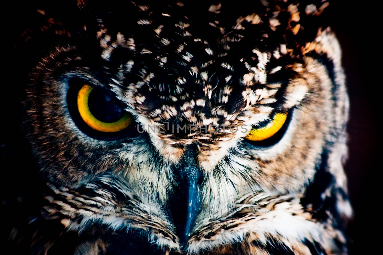 Small European owl, nocturnal bird of prey with hawk-like beak and claws and large head with front-facing eyes