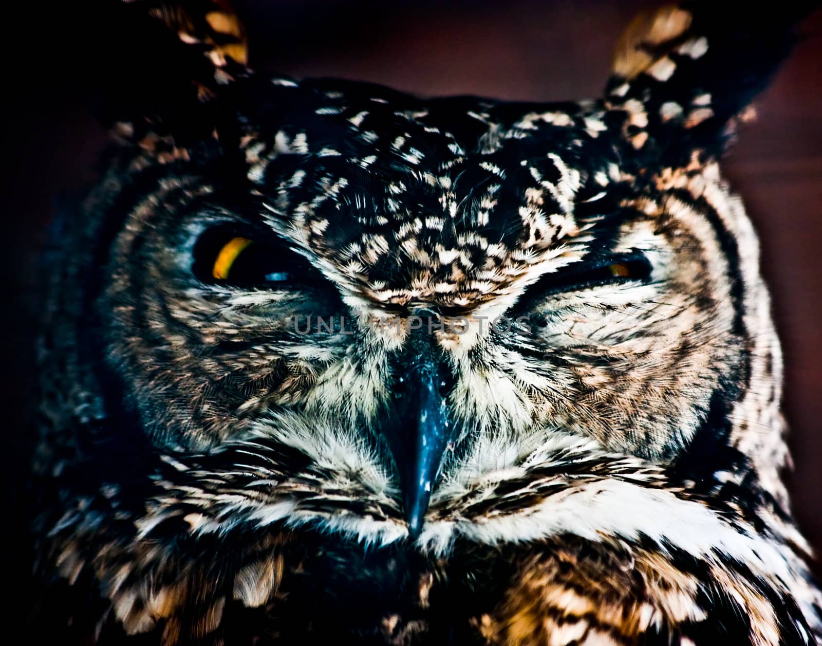 Small European owl, nocturnal bird of prey with hawk-like beak and claws and large head with front-facing eyes