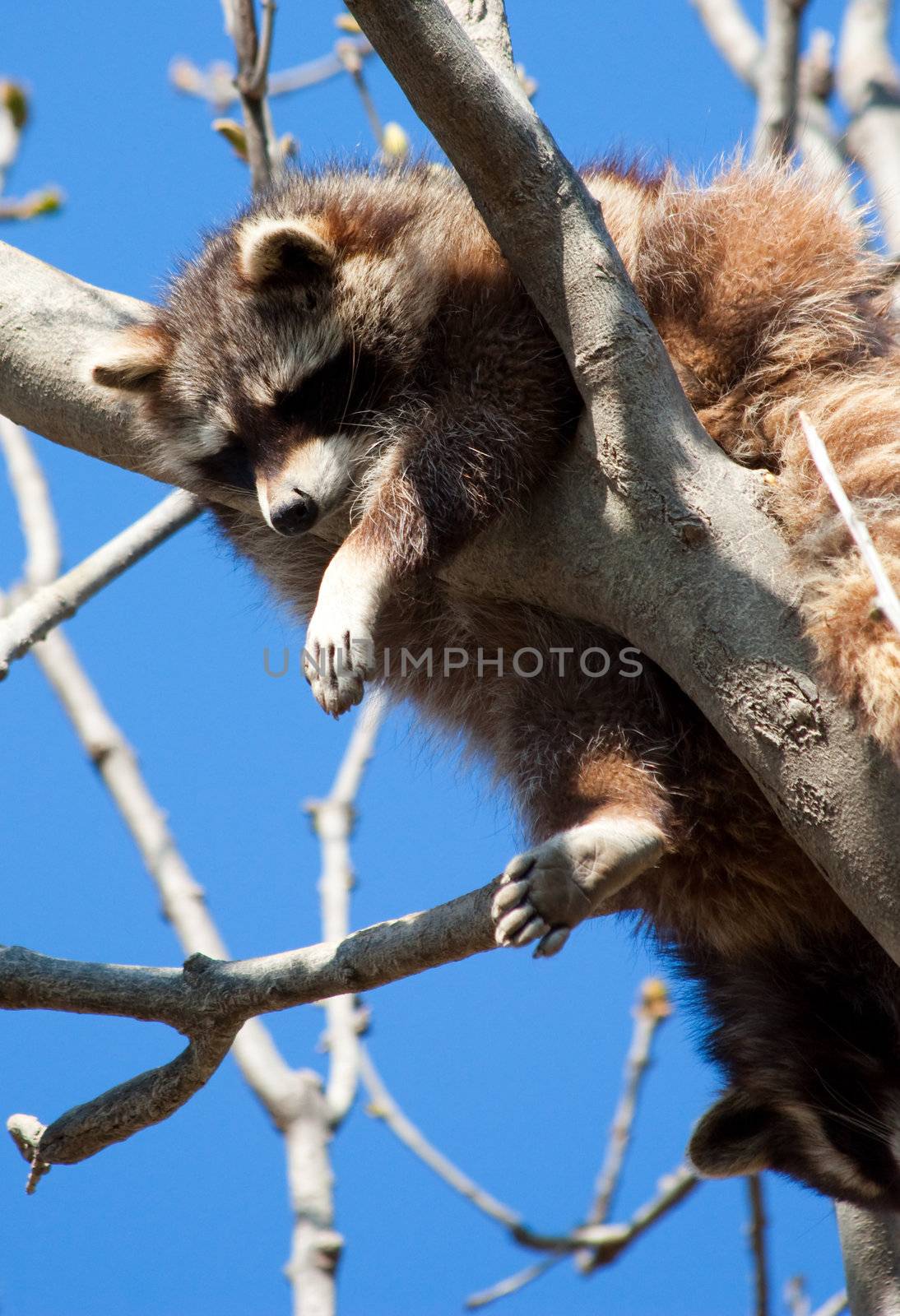 Procyon lotor Linnaeus: classification Mammalia - Placentalia - Carnivora - Fissipedia