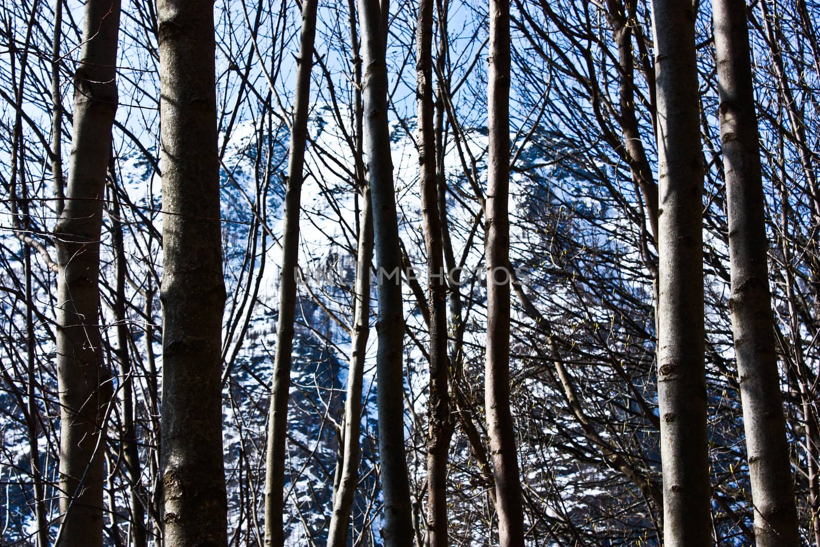 Beutiful Alps view through the forest, good for wallpaper