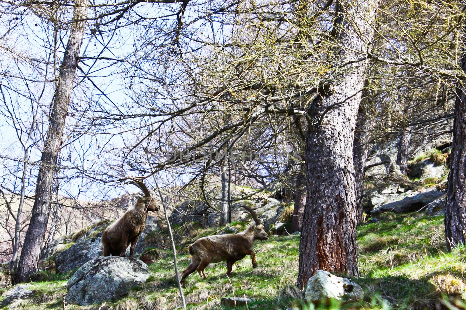 Two capra ibex in Parco del Gran Paradiso, Italy. Males during love season.