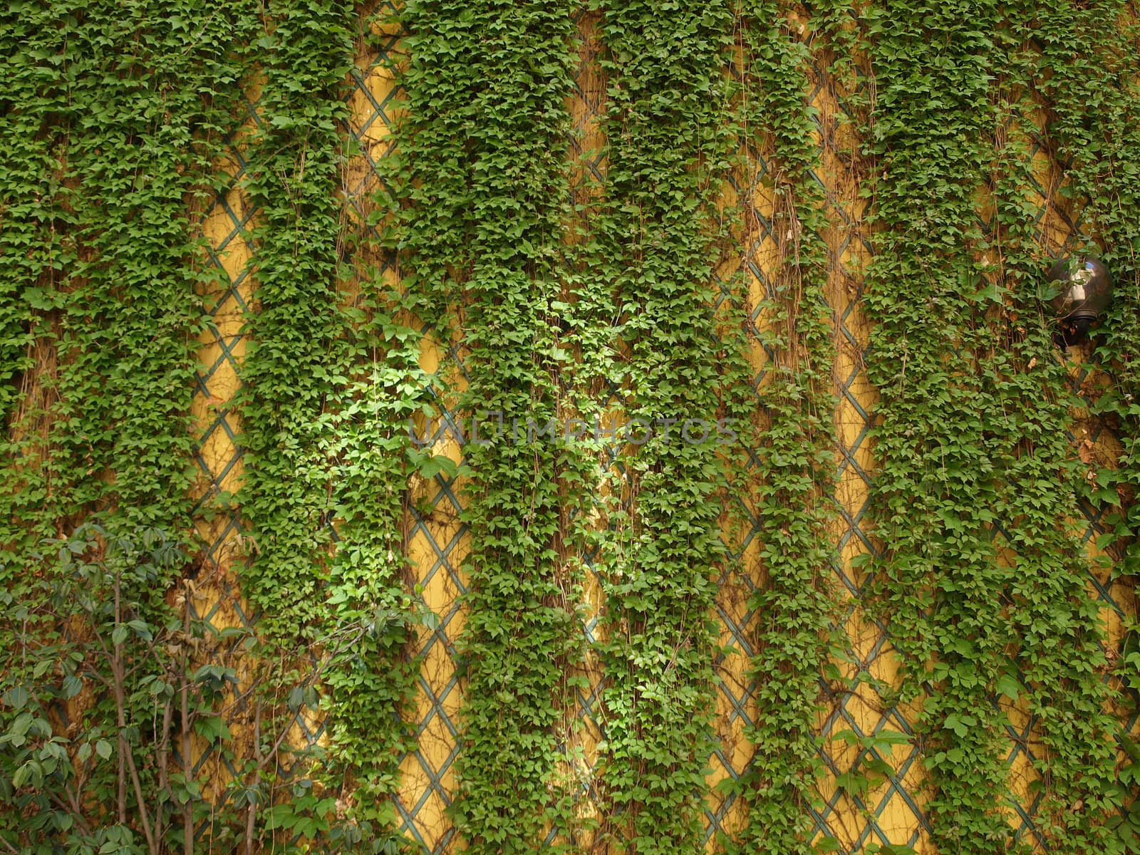 Green ivy wall useful as a background