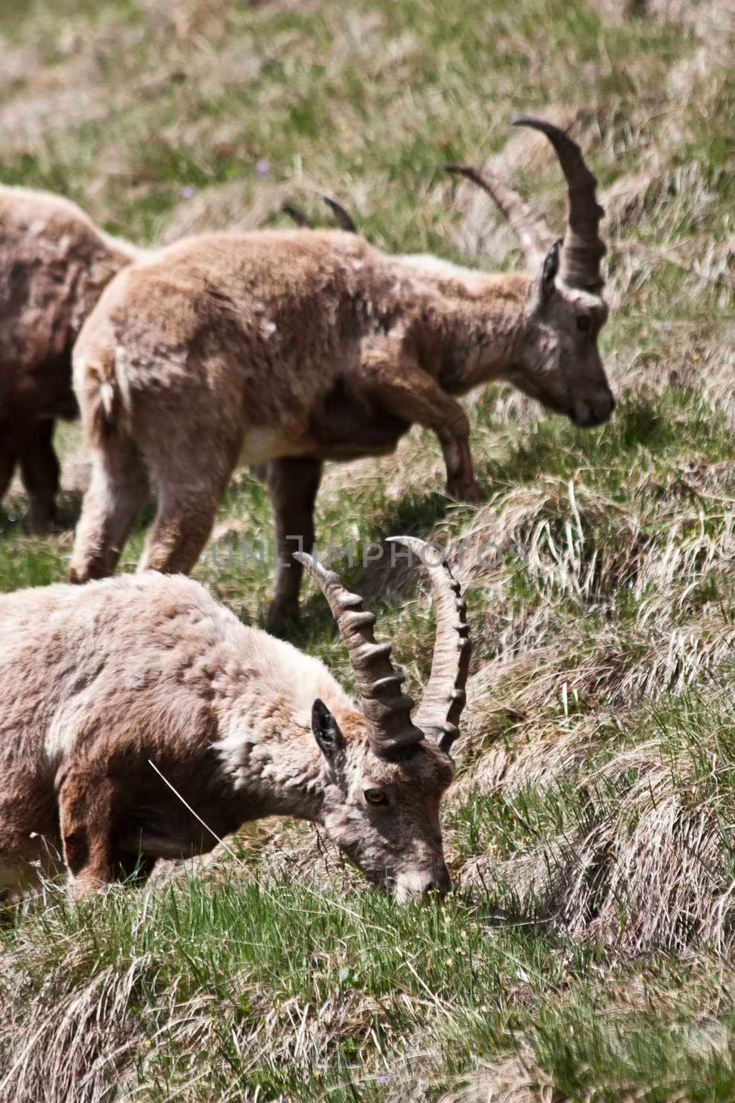 Gran Paradiso Park, Italy.  Capra Ibex in May.