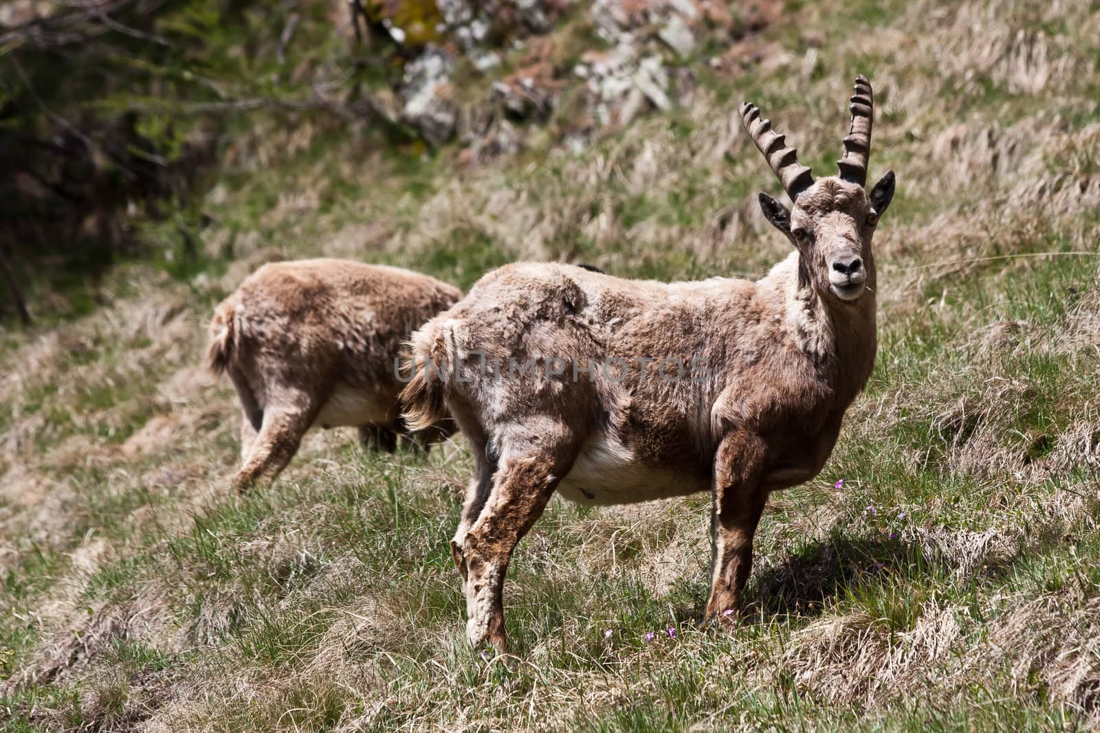 Gran Paradiso Park, Italy.  Capra Ibex in May.