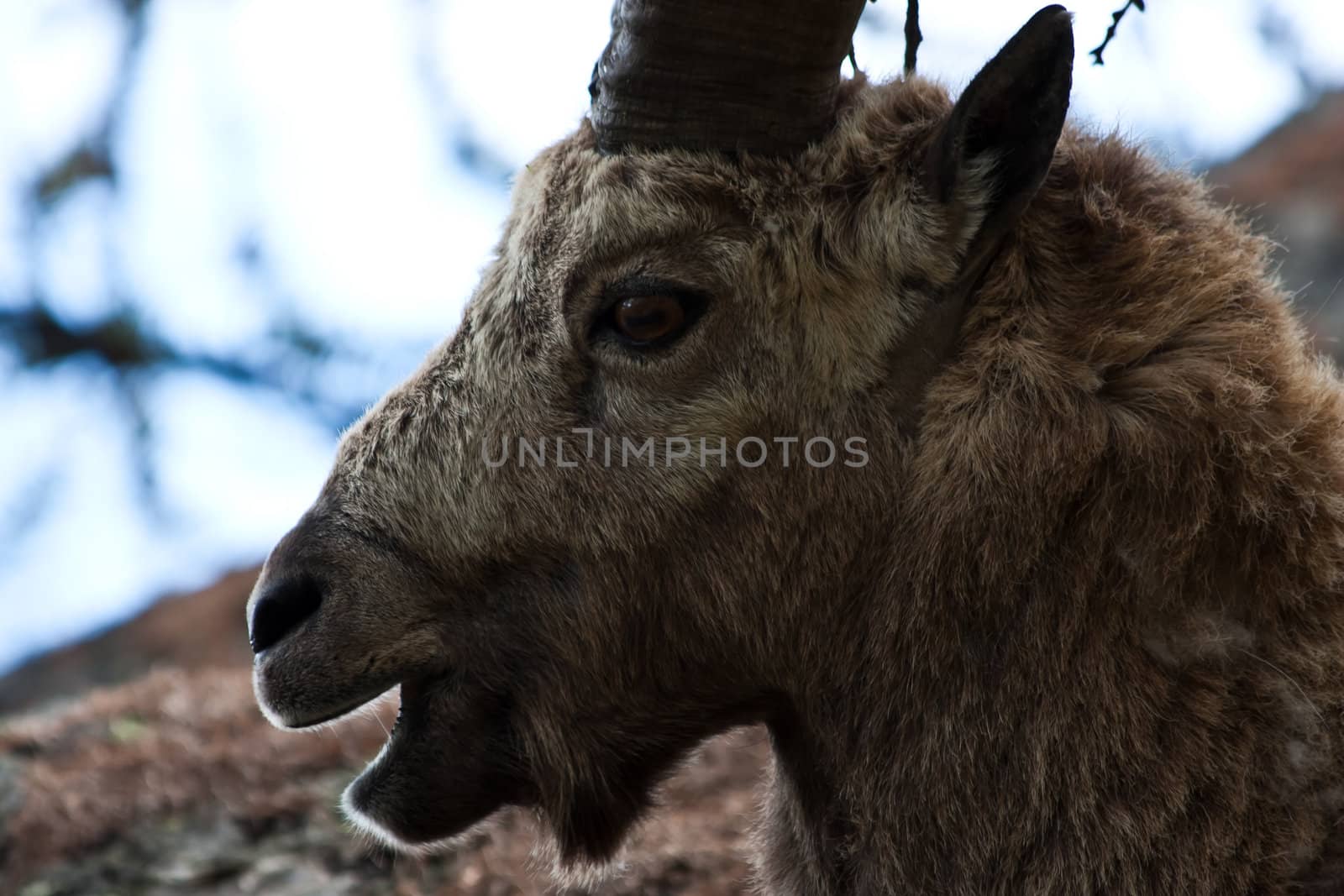 Gran Paradiso Park, Italy.  Capra Ibex in May.