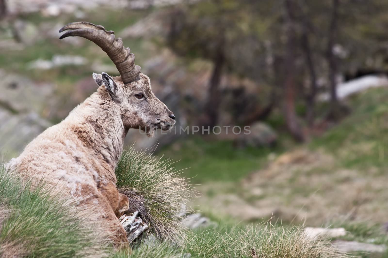 Gran Paradiso Park, Italy.  Capra Ibex in May.