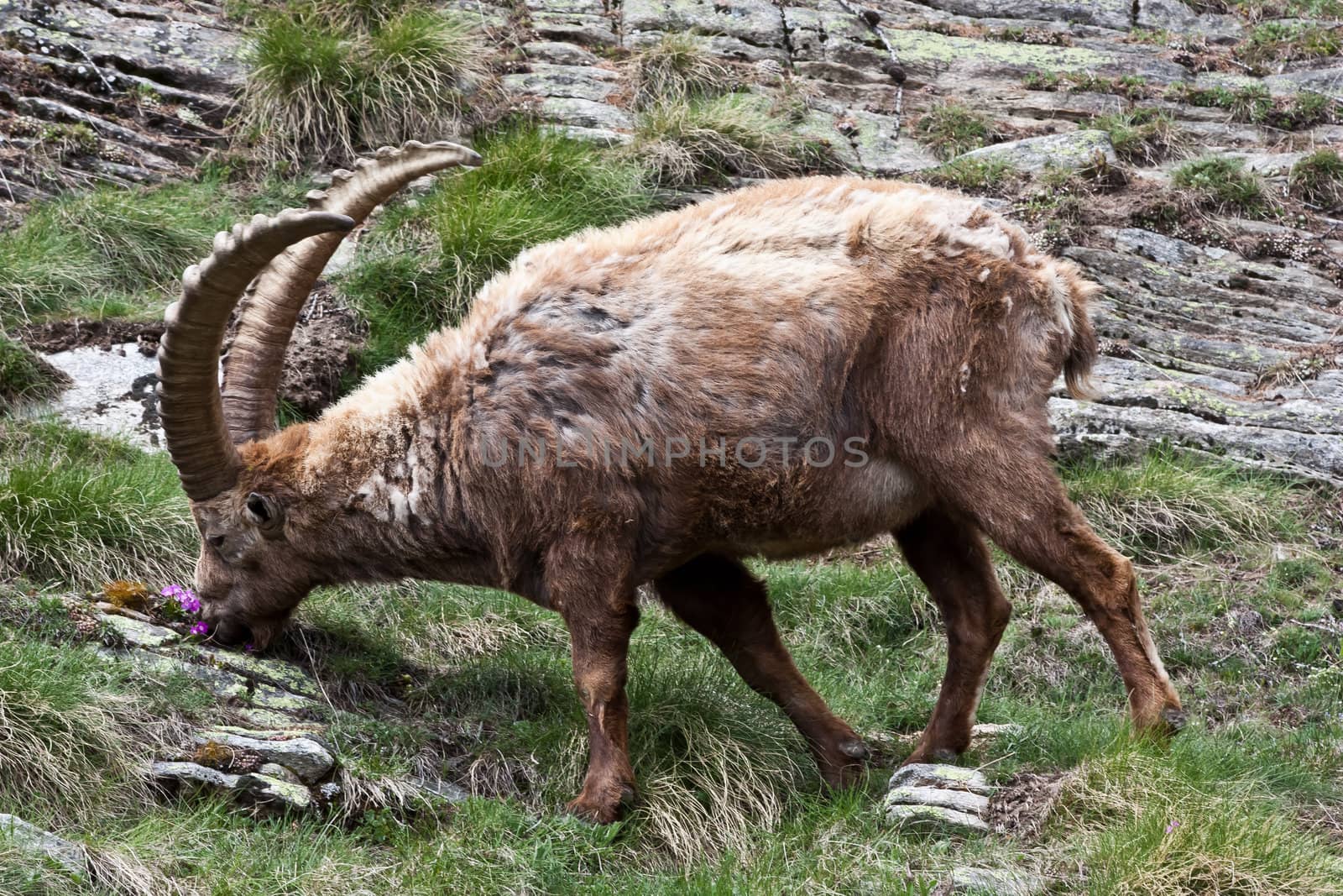 Gran Paradiso Park, Italy.  Capra Ibex in May.