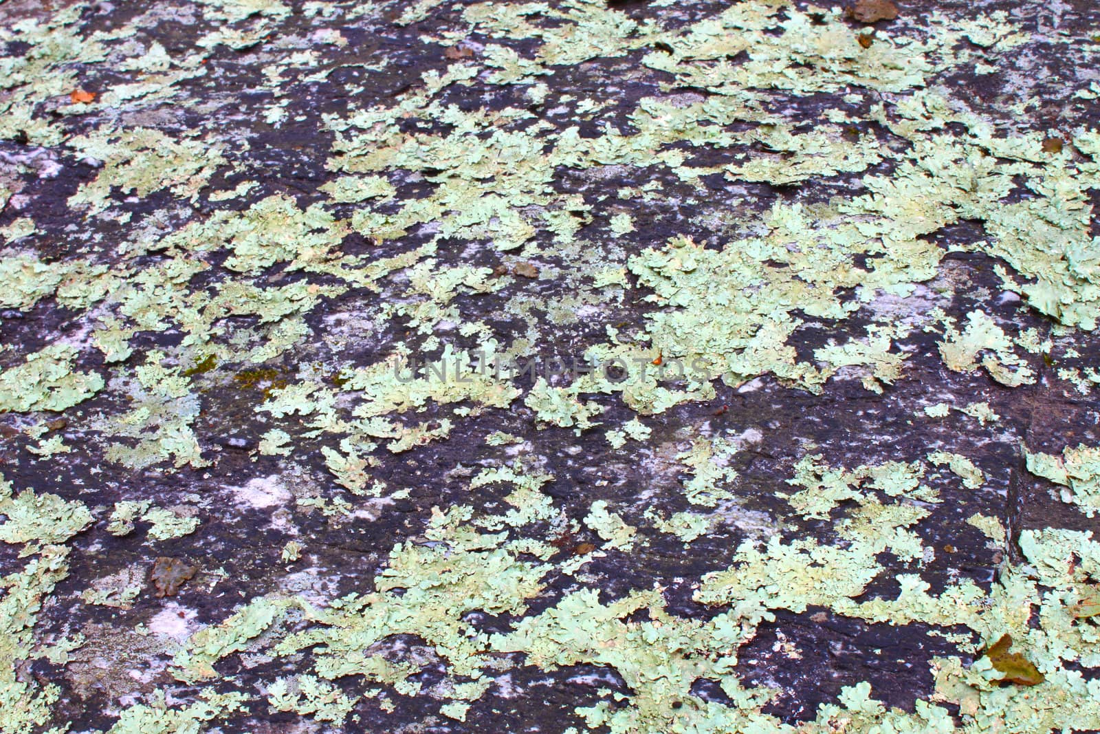 Lichen covers parts of a rock in Alabama.