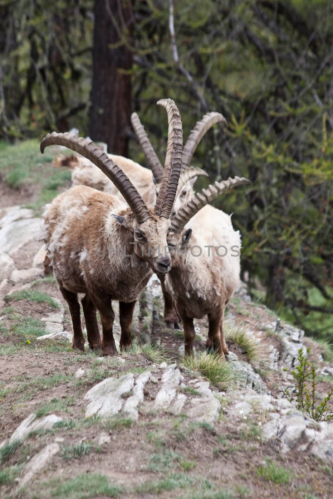 Gran Paradiso Park, Italy.  Capra Ibex in May.
