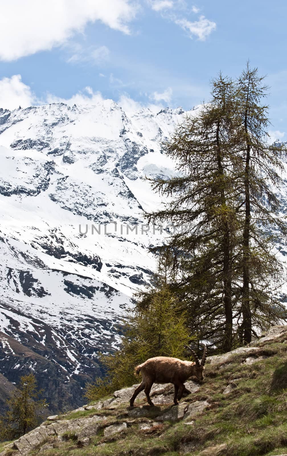 Gran Paradiso Park, Italy.  Capra Ibex in May.