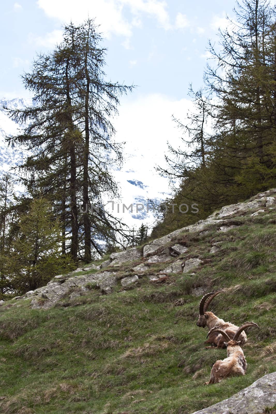 Gran Paradiso Park, Italy.  Capra Ibex in May.