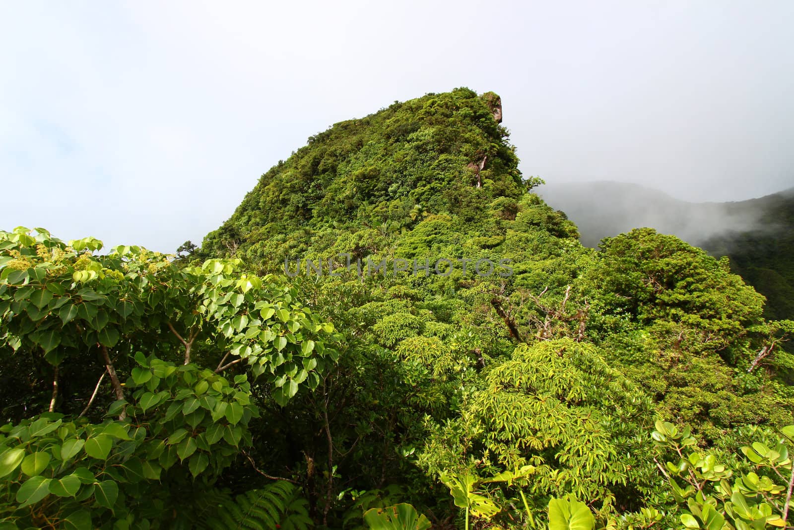 Rainforest of Saint Kitts by Wirepec