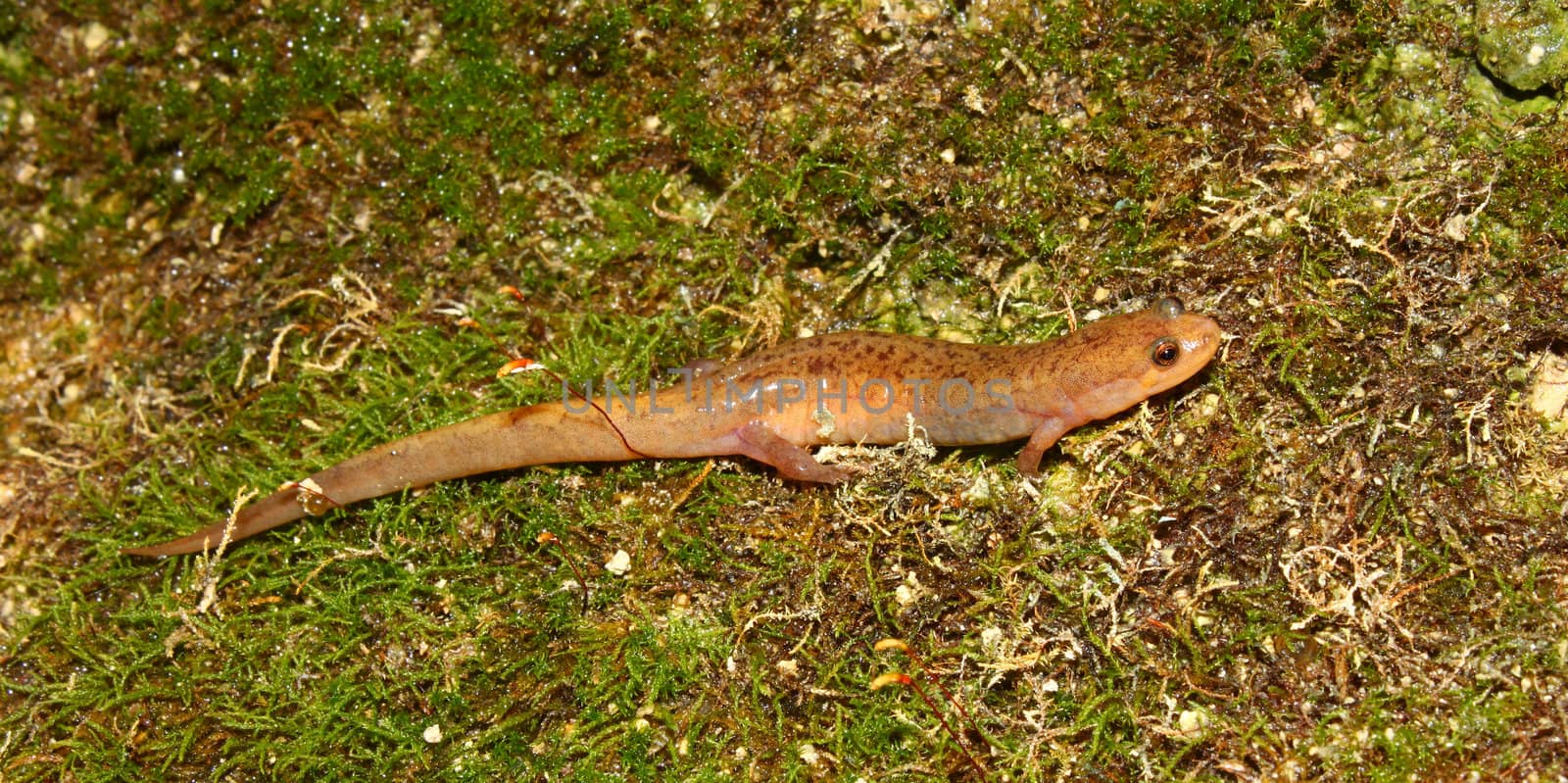 Dusky Salamander (Desmognathus conanti) near Cane Creek in northern Alabama.