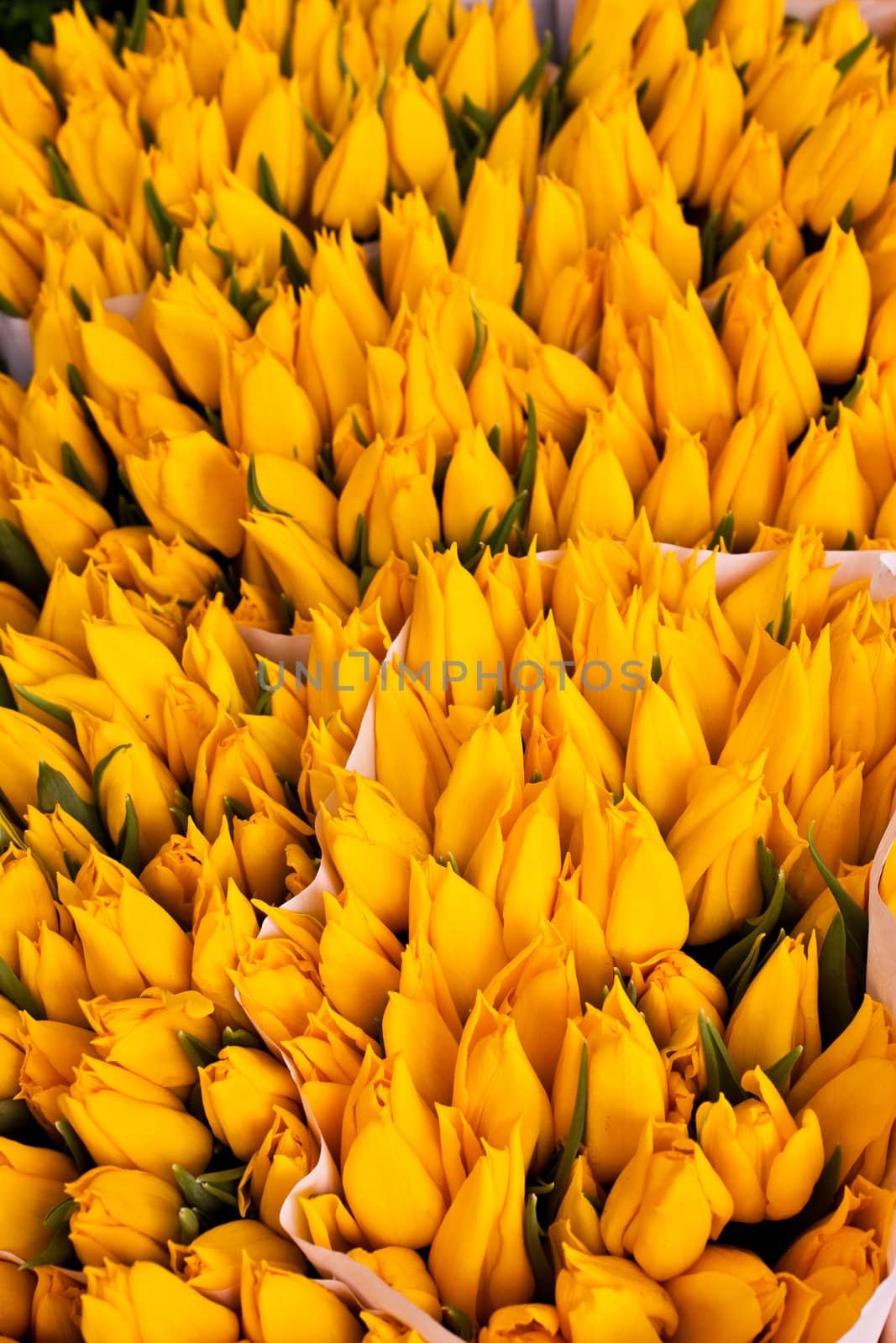 Detail of Amsterdam flowers market: the best tulips of the world