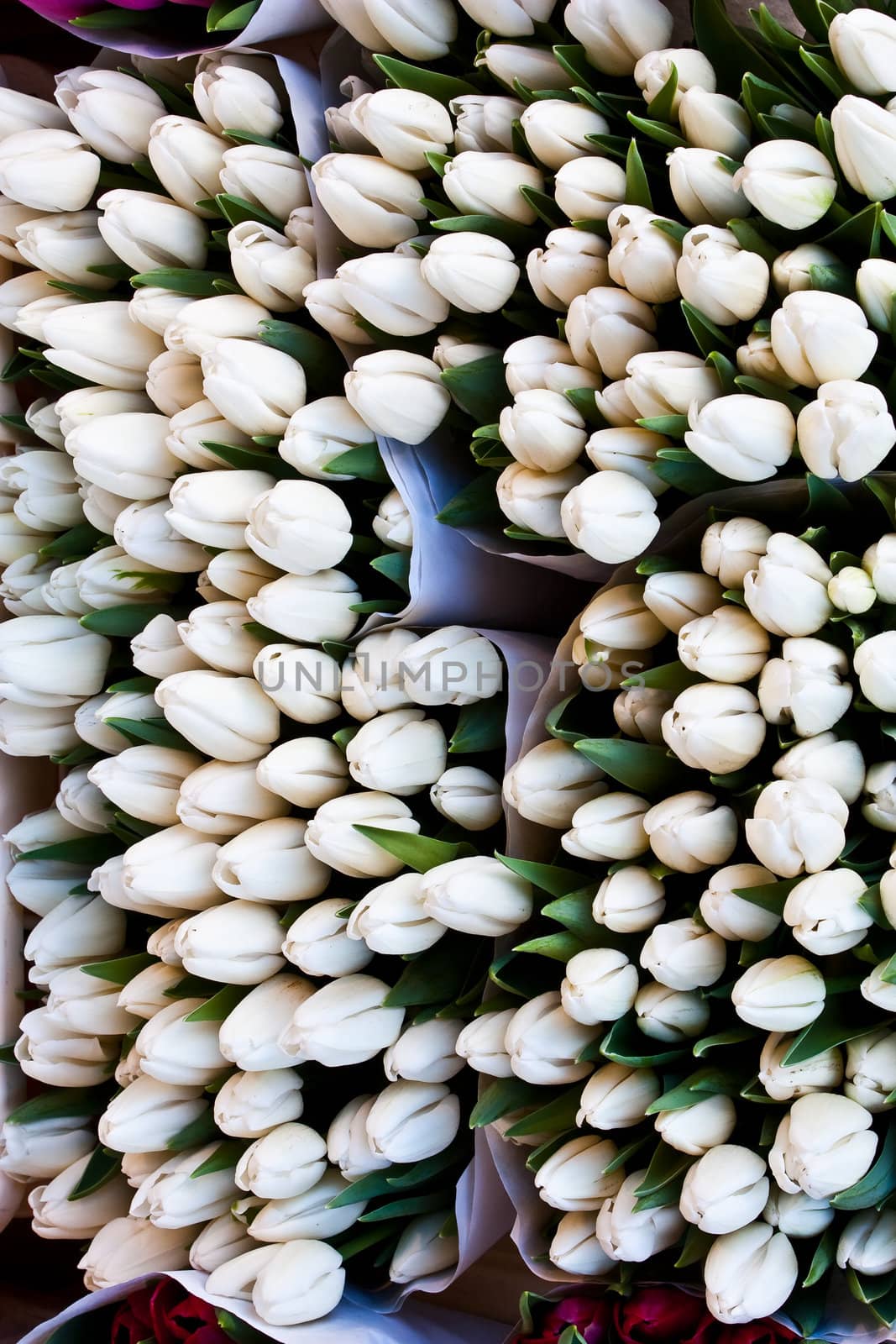 Detail of Amsterdam flowers market: the best tulips of the world