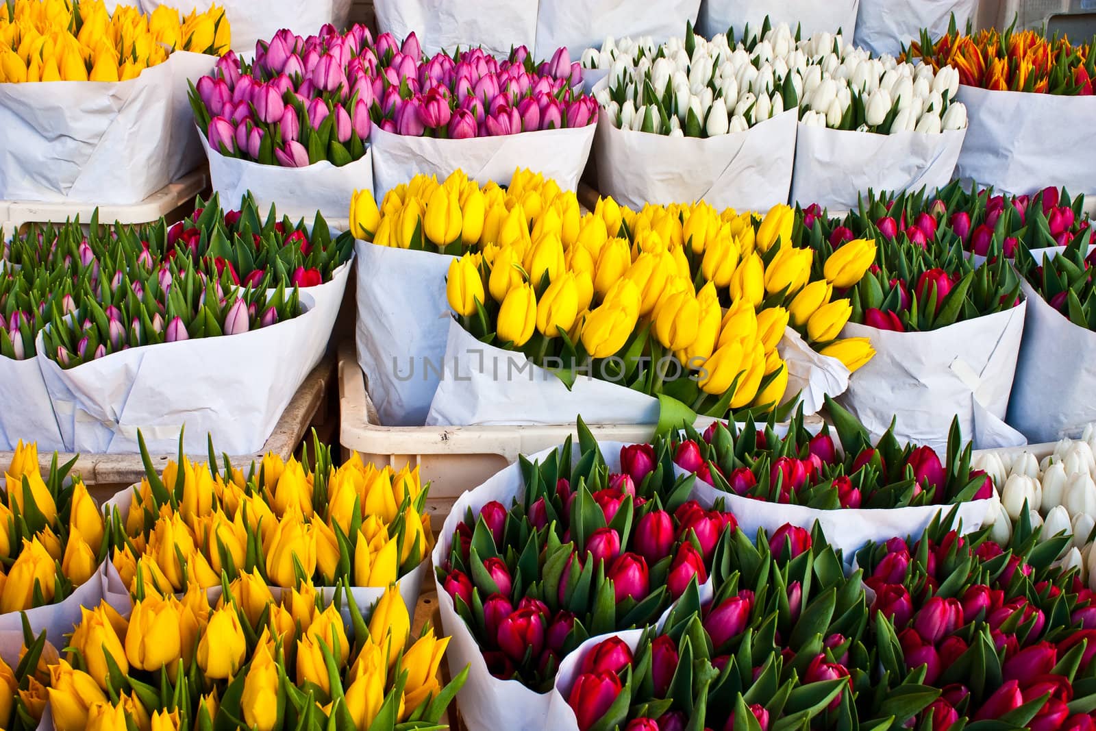 Detail of Amsterdam flowers market: the best tulips of the world