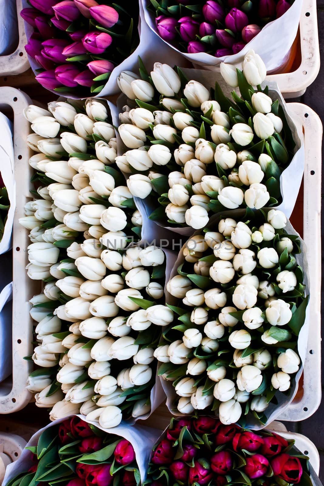 Detail of Amsterdam flowers market: the best tulips of the world