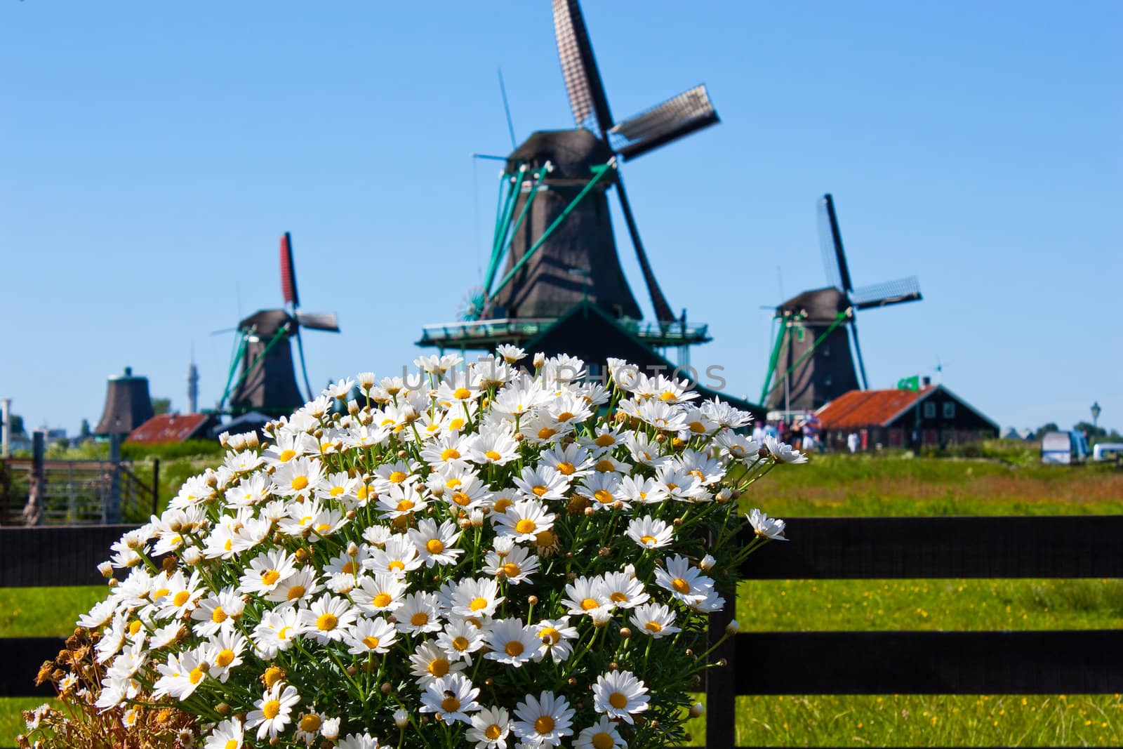Clear and traditional landmark for Holland: flowers and mills
