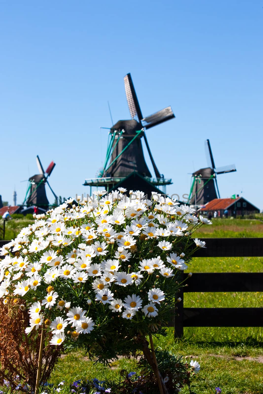 Clear and traditional landmark for Holland: flowers and mills