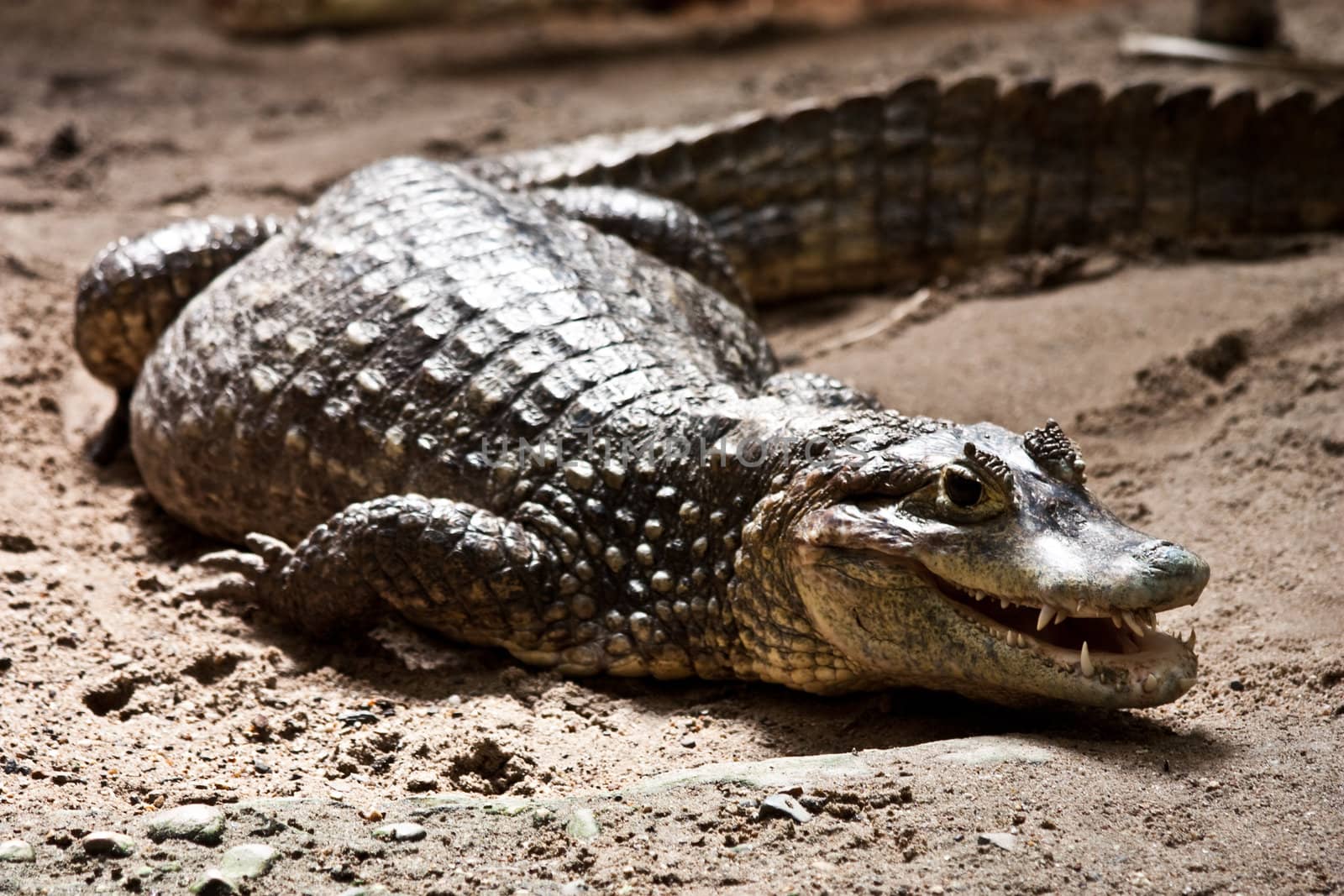 Portrait of a crocodile in a reptilarium