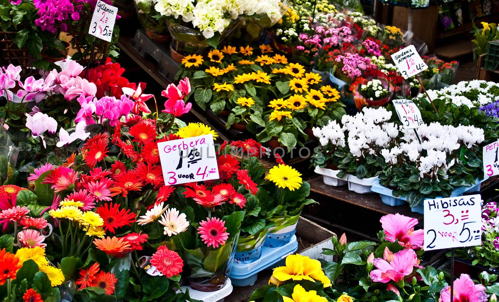 Detail of Amsterdam flowers market: the best tulips of the world