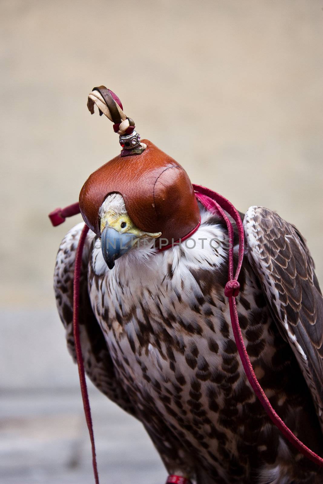 Italian hawk, specie in the subfamily Accipitrinae