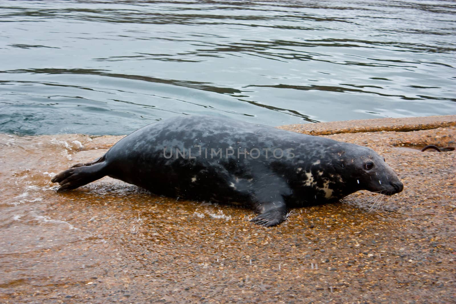 Rare Halichoerus grypus - Scotland, Iona Isle during summer