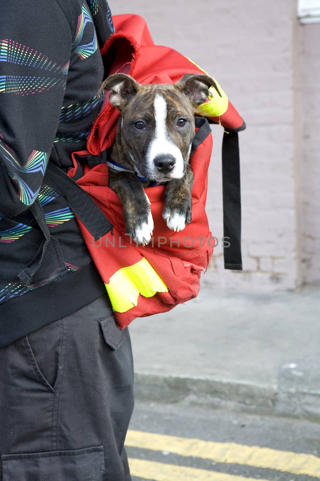 little cute puppy dog in bag. by elenarostunova