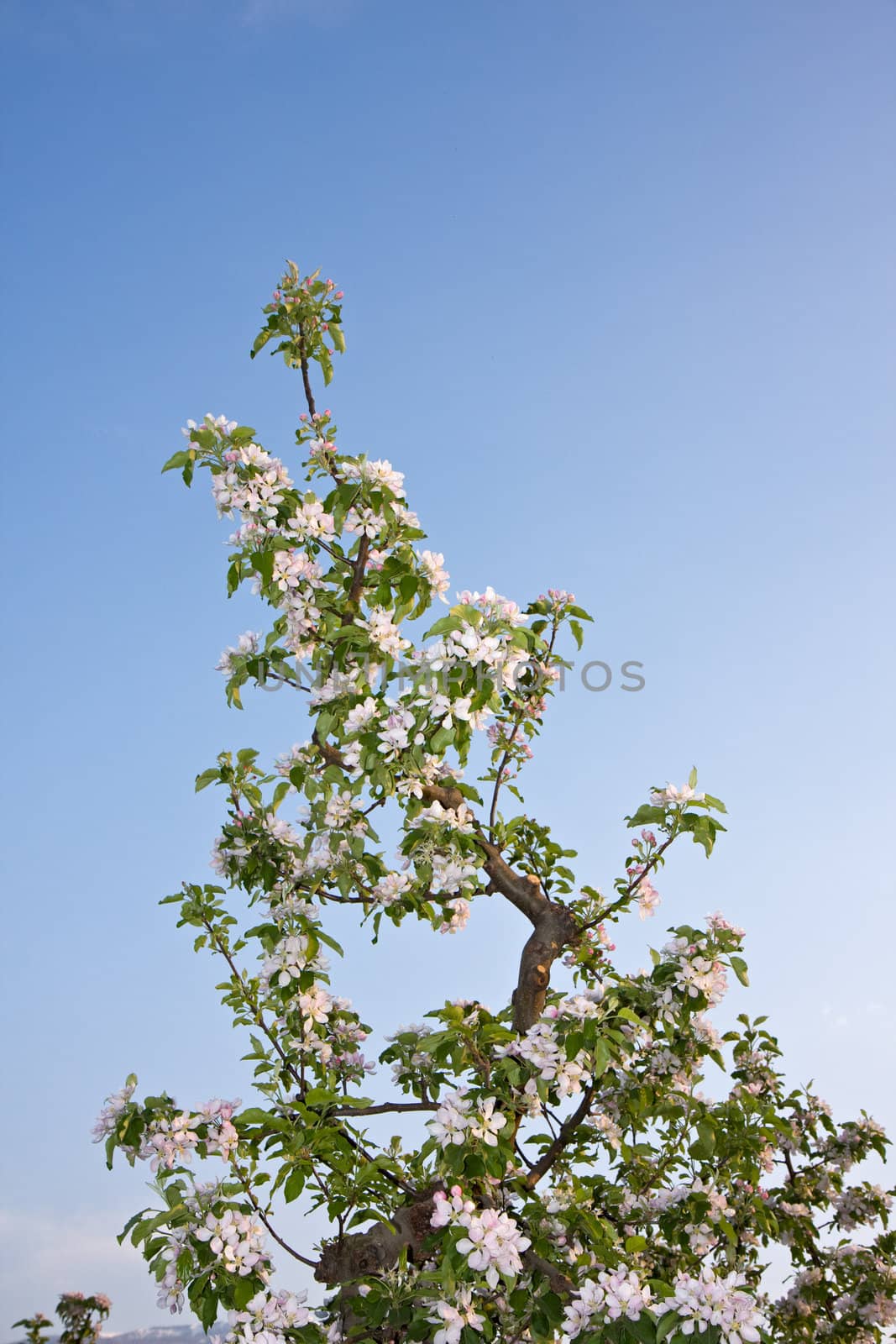 apple trees in bloom at garda lake in italy