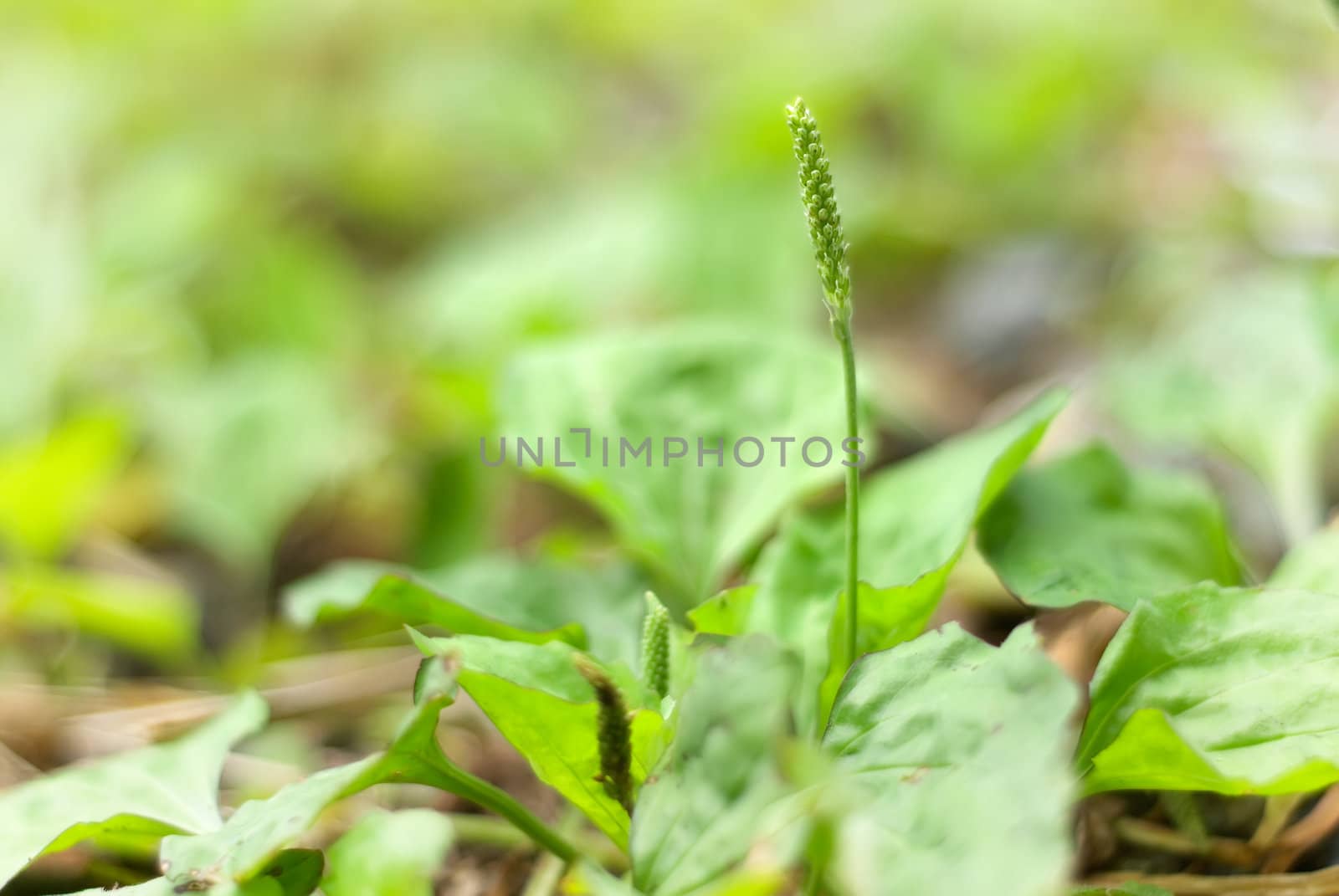 It is a beautiful macro grassland look.