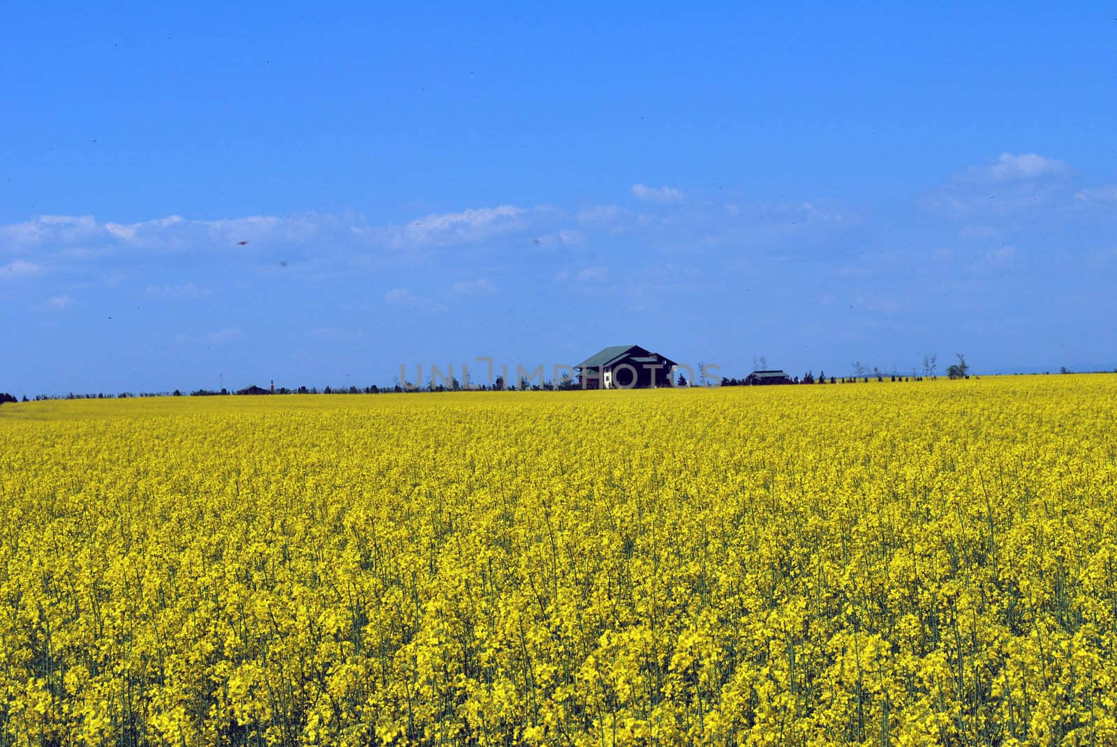 Field covered of flowery plants of yellow and green color