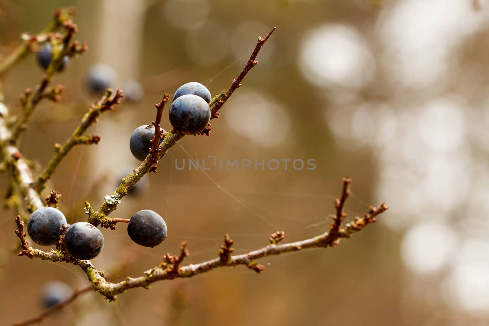 Autumn background with blackthorn with very shallow focus  by artush