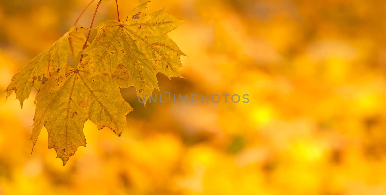 Orange autumn leaves background with very shallow focus  by artush