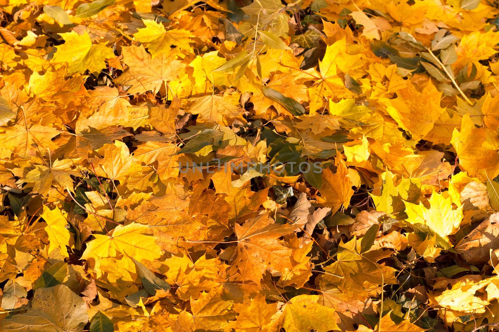 Fall orange autumn leaves on ground background