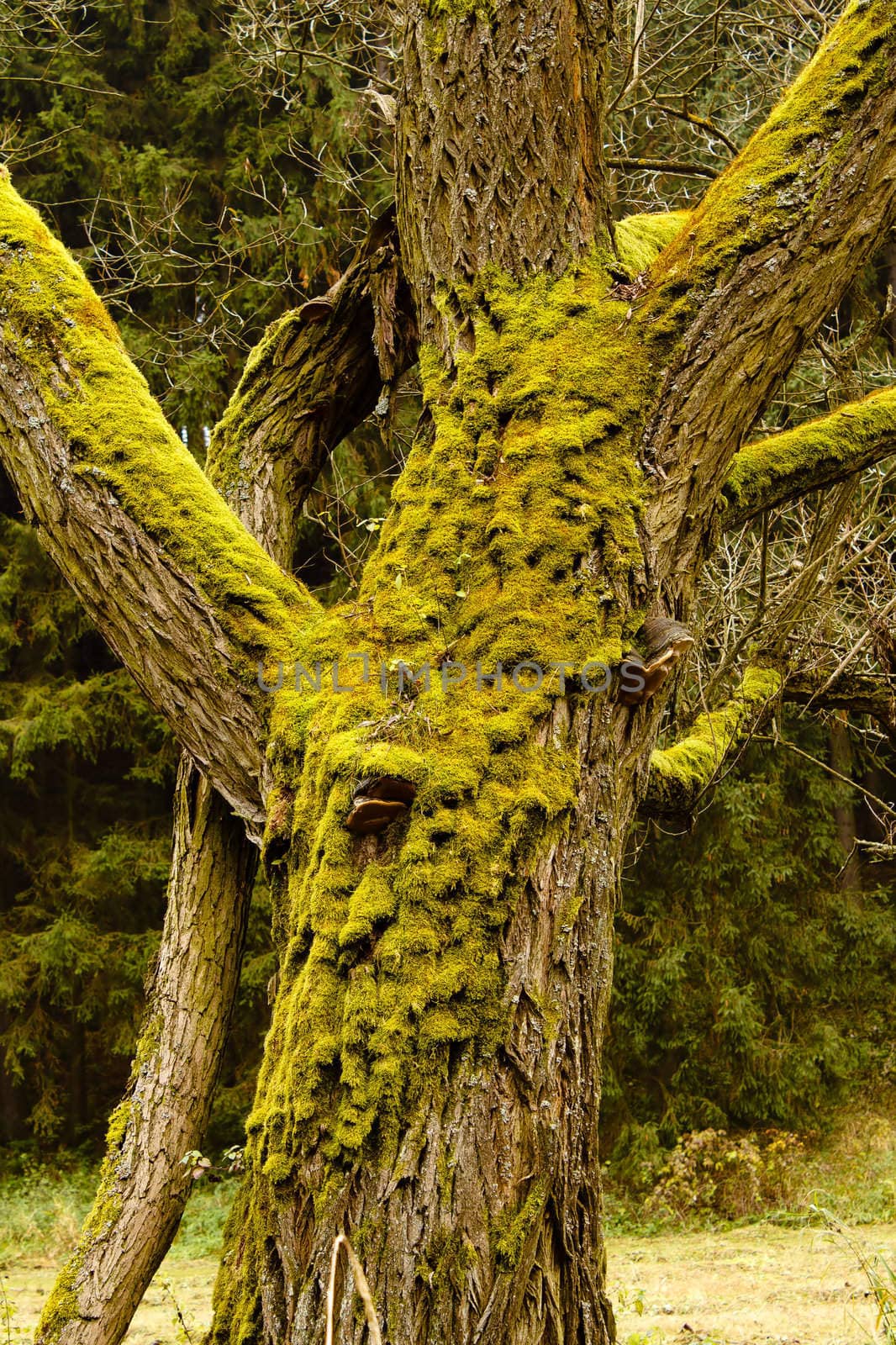 Bright Green Moss (bryophytes) on tree trunks by artush