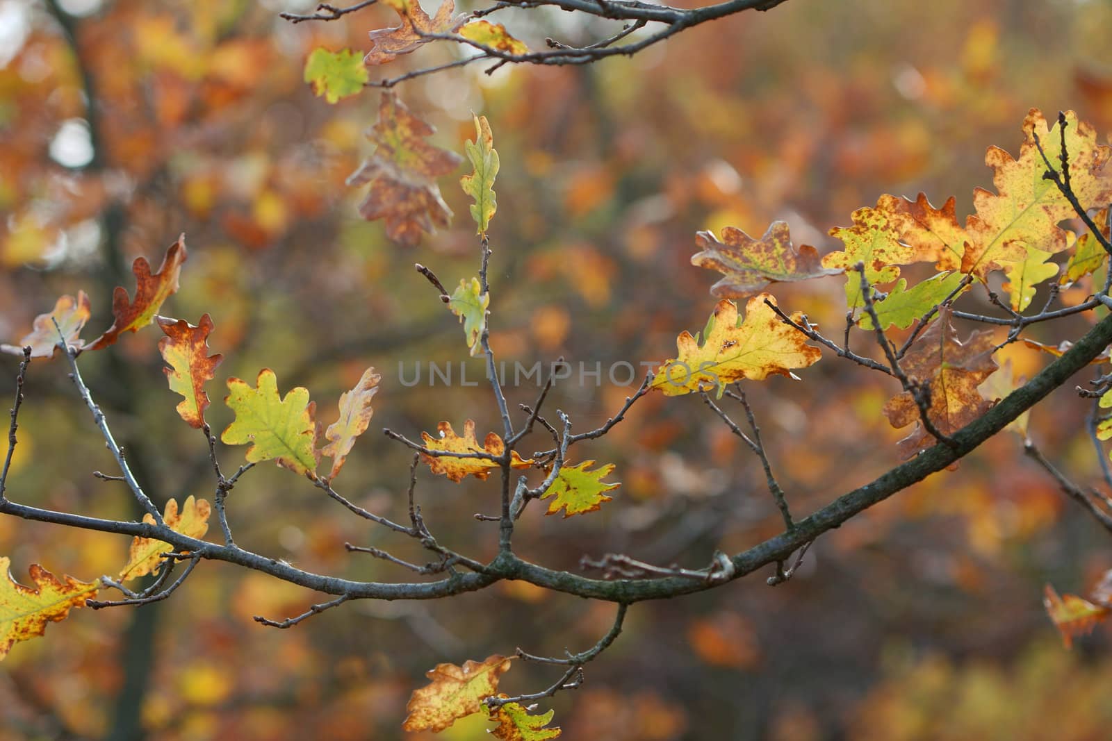 Autumn tree detail with falling leaves