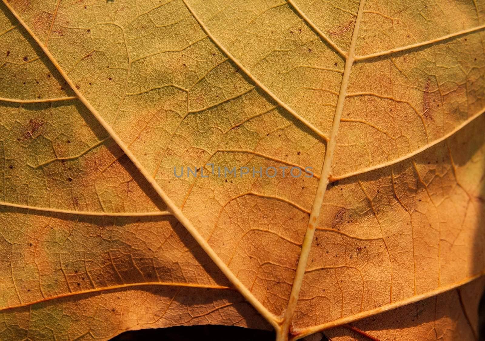 Closeup of a yellow autumn leaf