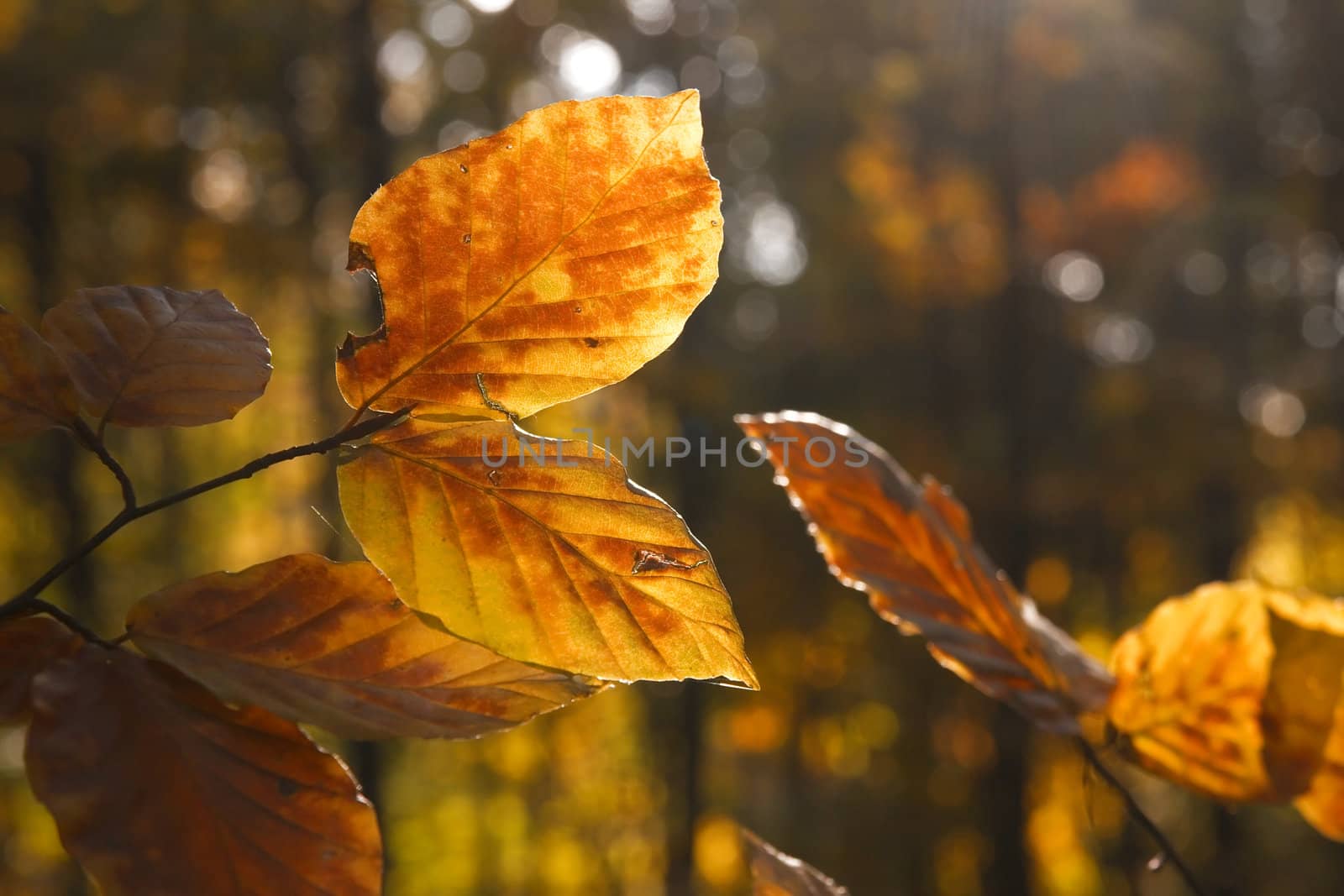 Vibrant autumn leaves in the deep forest