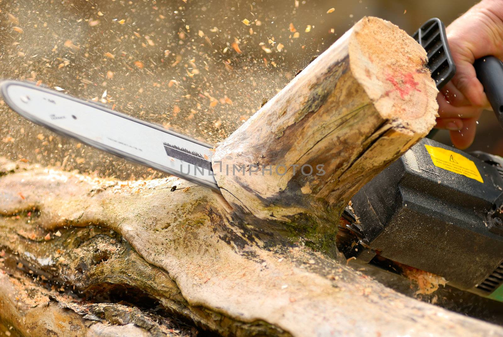 woodworking with chainsaw, lumberjack at work