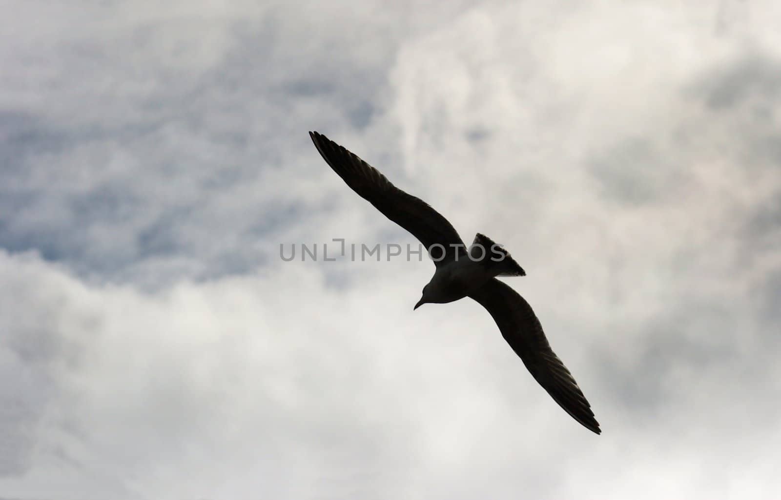 Silhouette of a flying bird