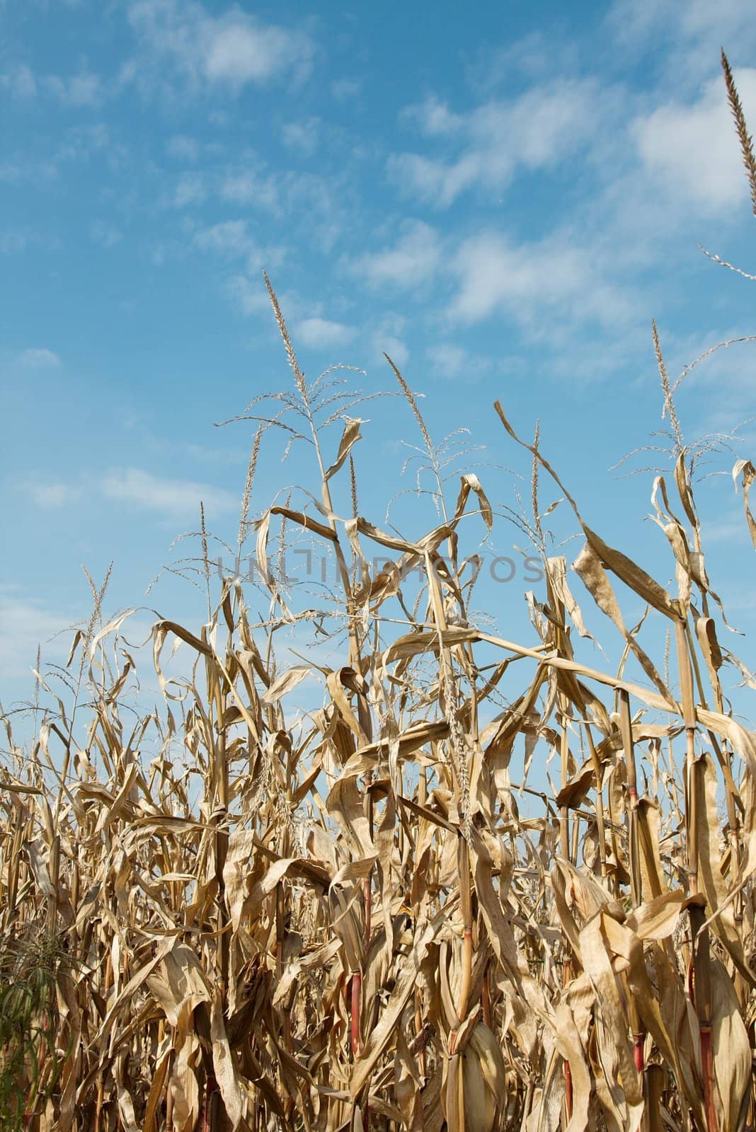 Corn plants on an agricultural field against blue sky