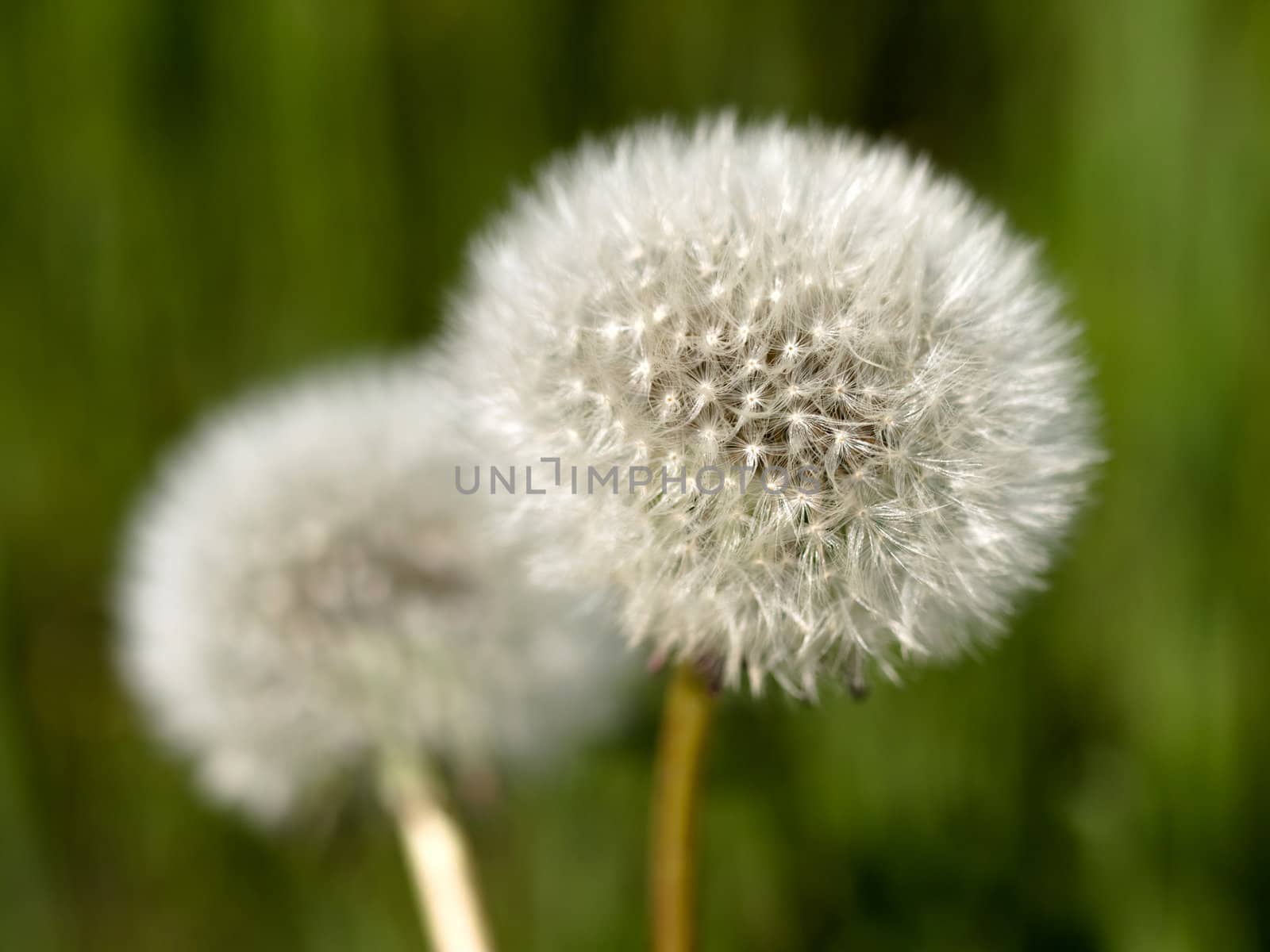 two dandellions clocks at spring with shallow depth of field