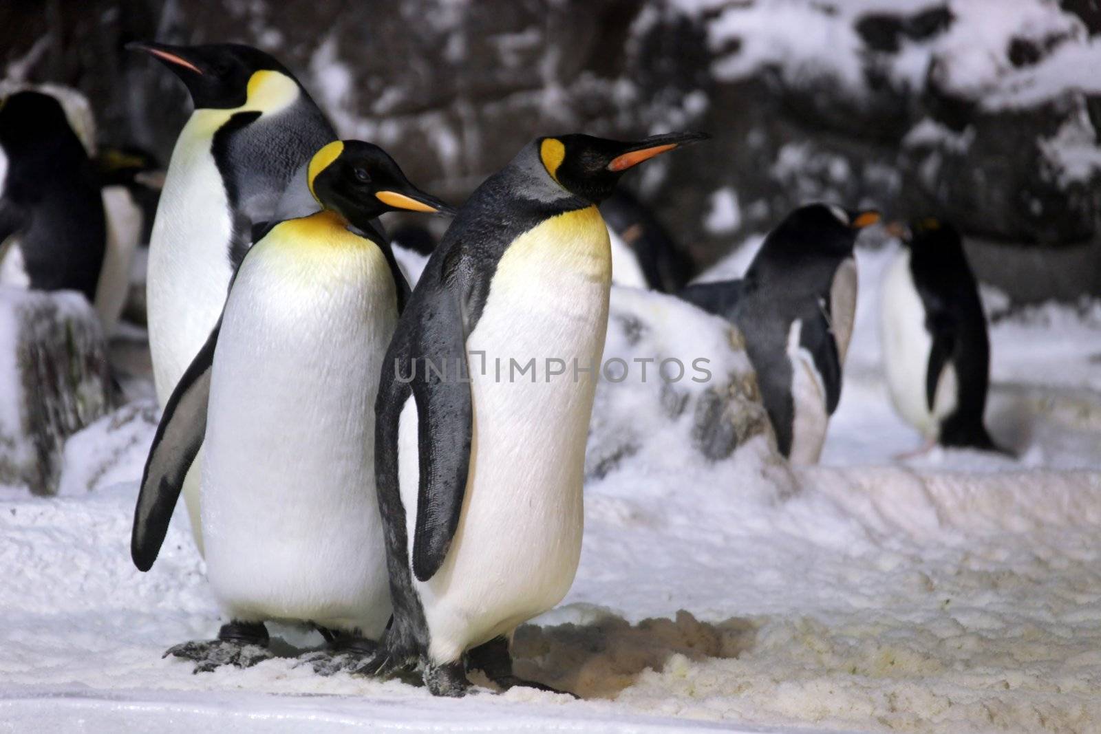 Emperor Penguins Hanging Out Together. Note Shot in High ISO Due to Low Light
