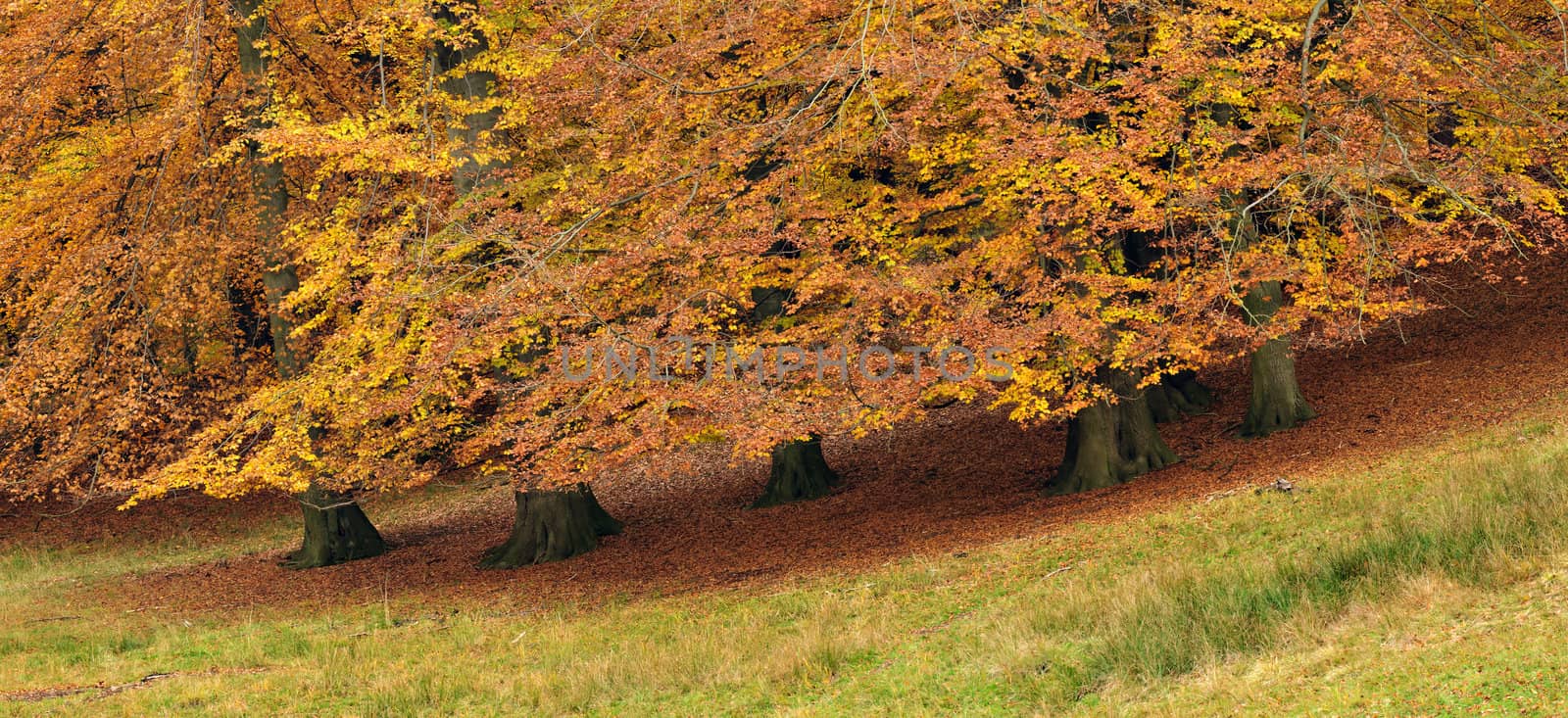 Trees in autumn with yellow, red and orange leaves