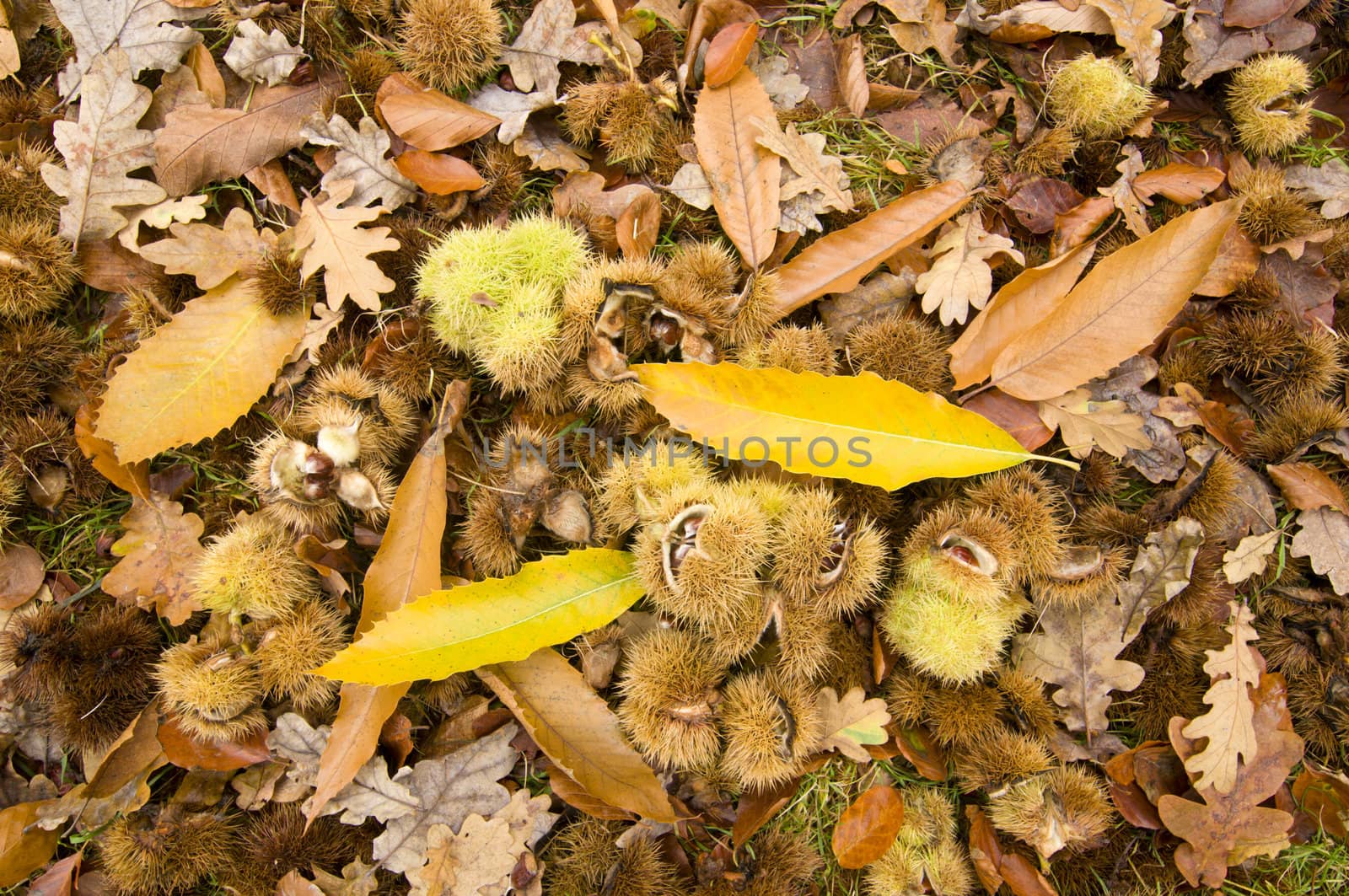Chestnuts fallen on ground among oak leaves