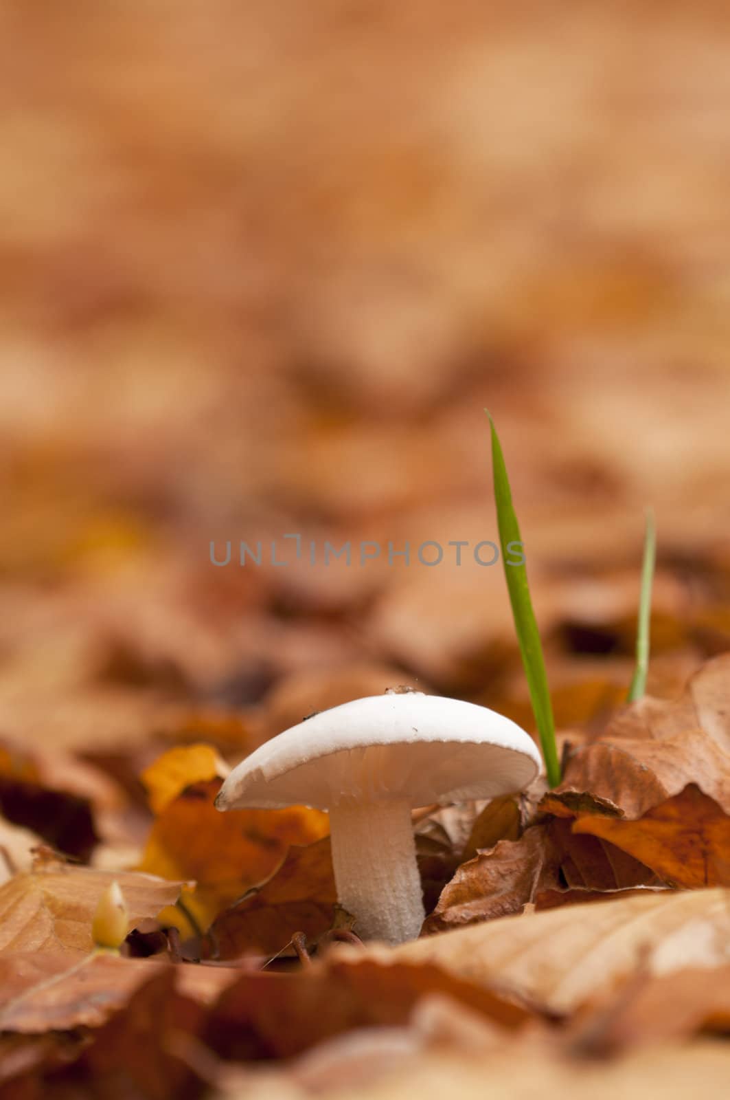 White mushroom growing out of dead leaf bed