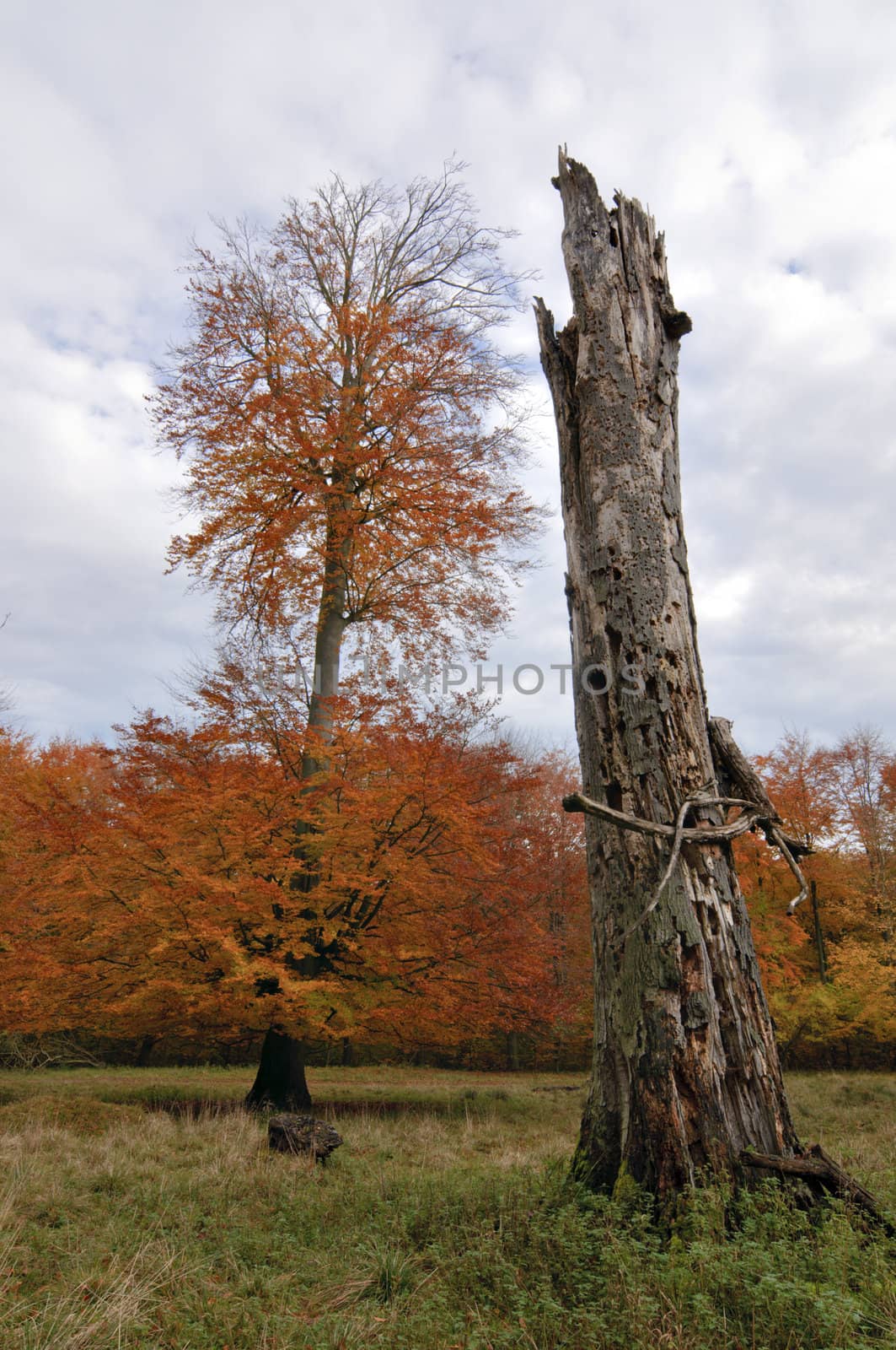 Trees in autumn with yellow, red and orange leaves