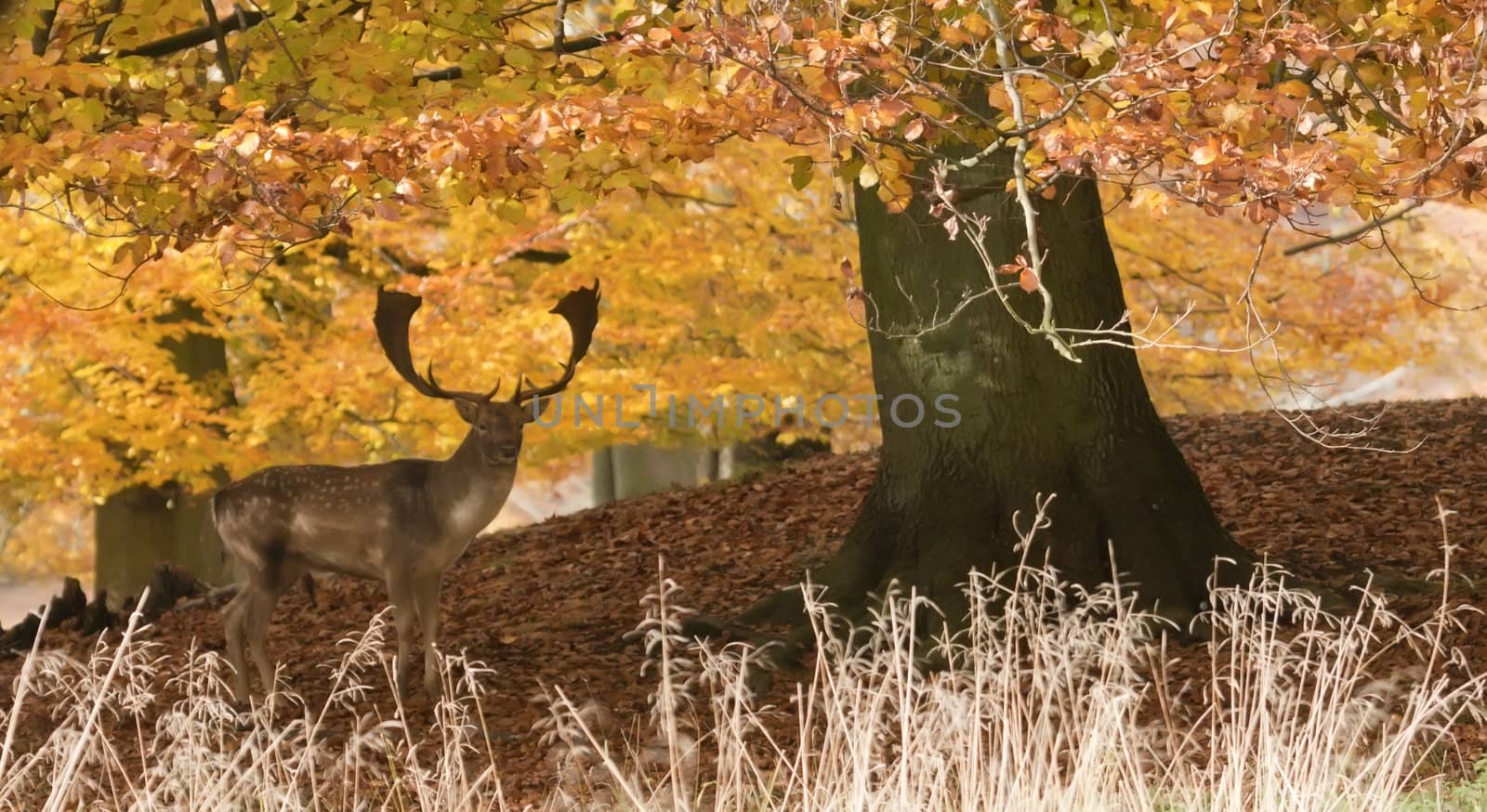 Male fallow deer under trees in autumn
