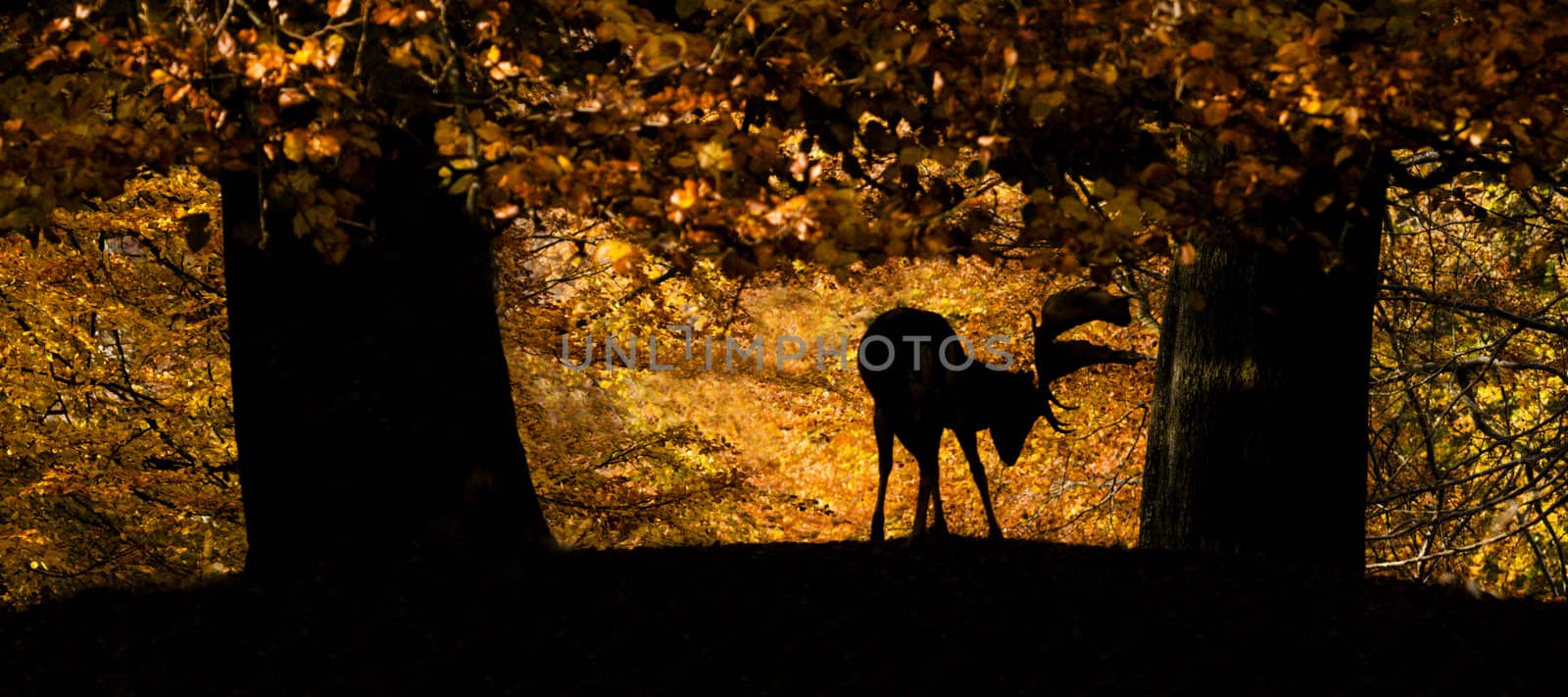 Male fallow deer under trees in autumn by AlessandroZocc